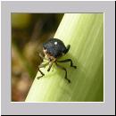 Mononychus punctum-album - Weisspunktiger Schwertlilienruessler 02.jpg